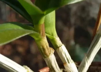 orquidea dormencia