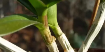 orquidea dormencia