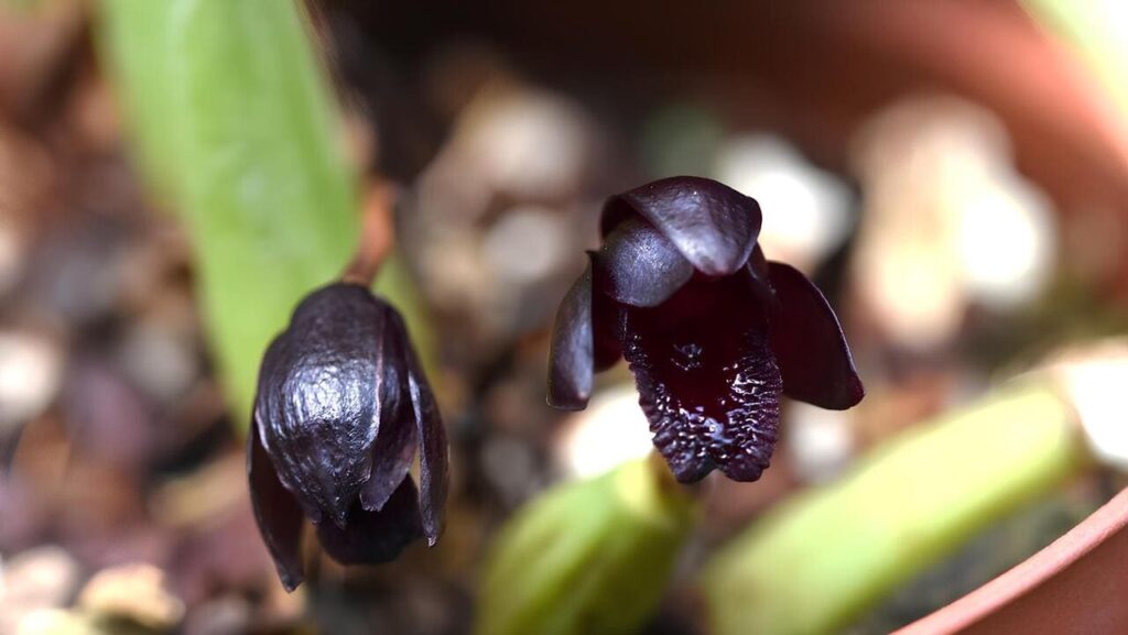 orquidea negra