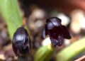 orquidea negra