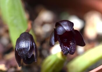 orquidea negra