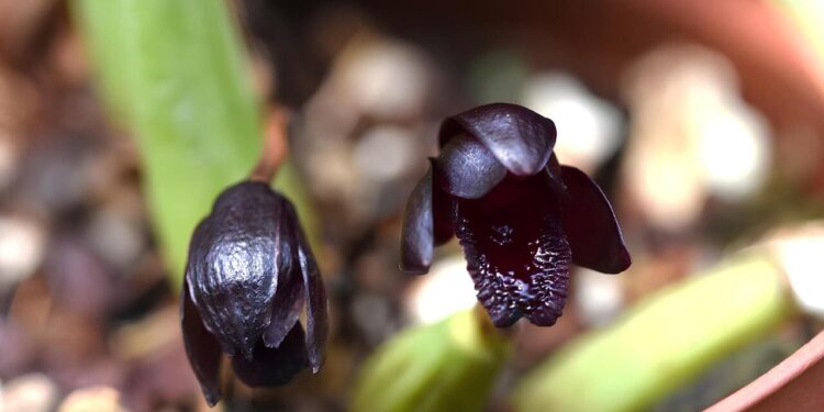 orquidea negra