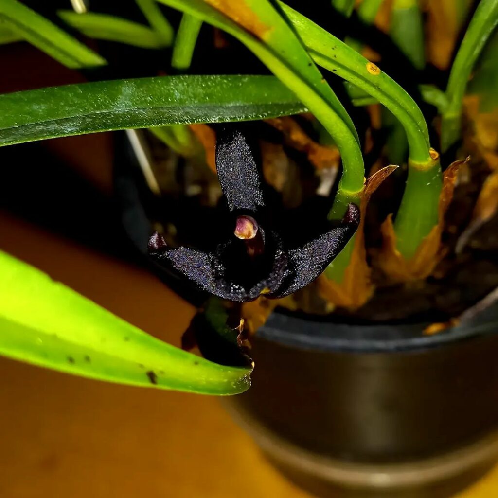 orquidea negra 2