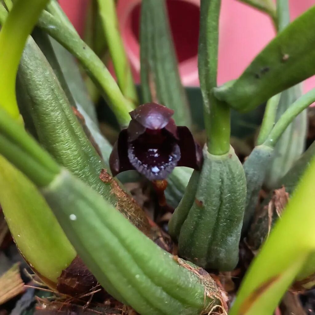 orquidea negra 3