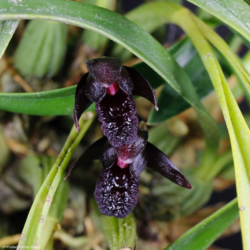 orquidea negra 5