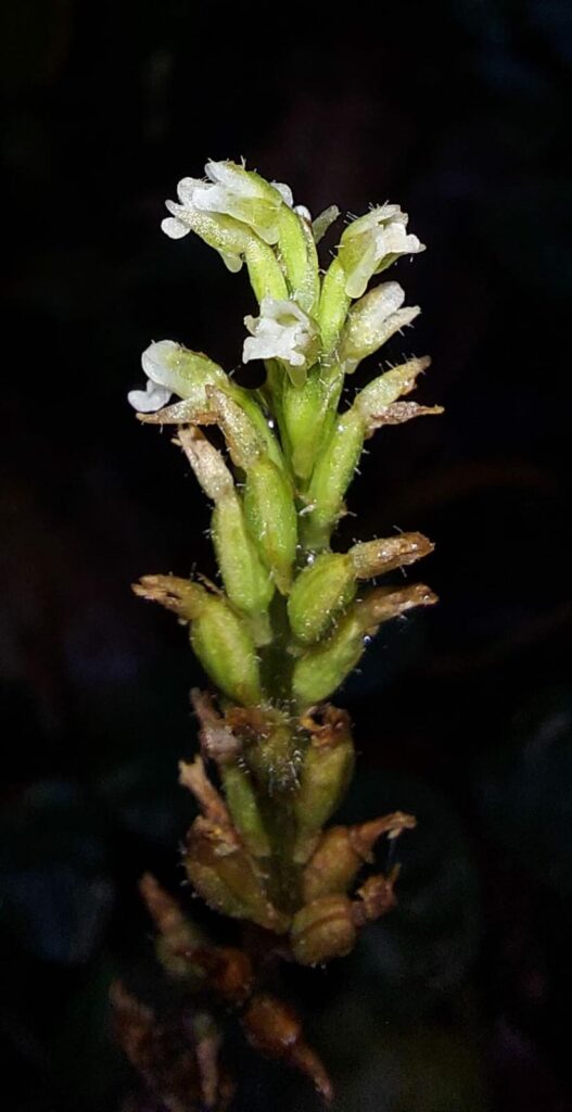 orquidea rara ufpr