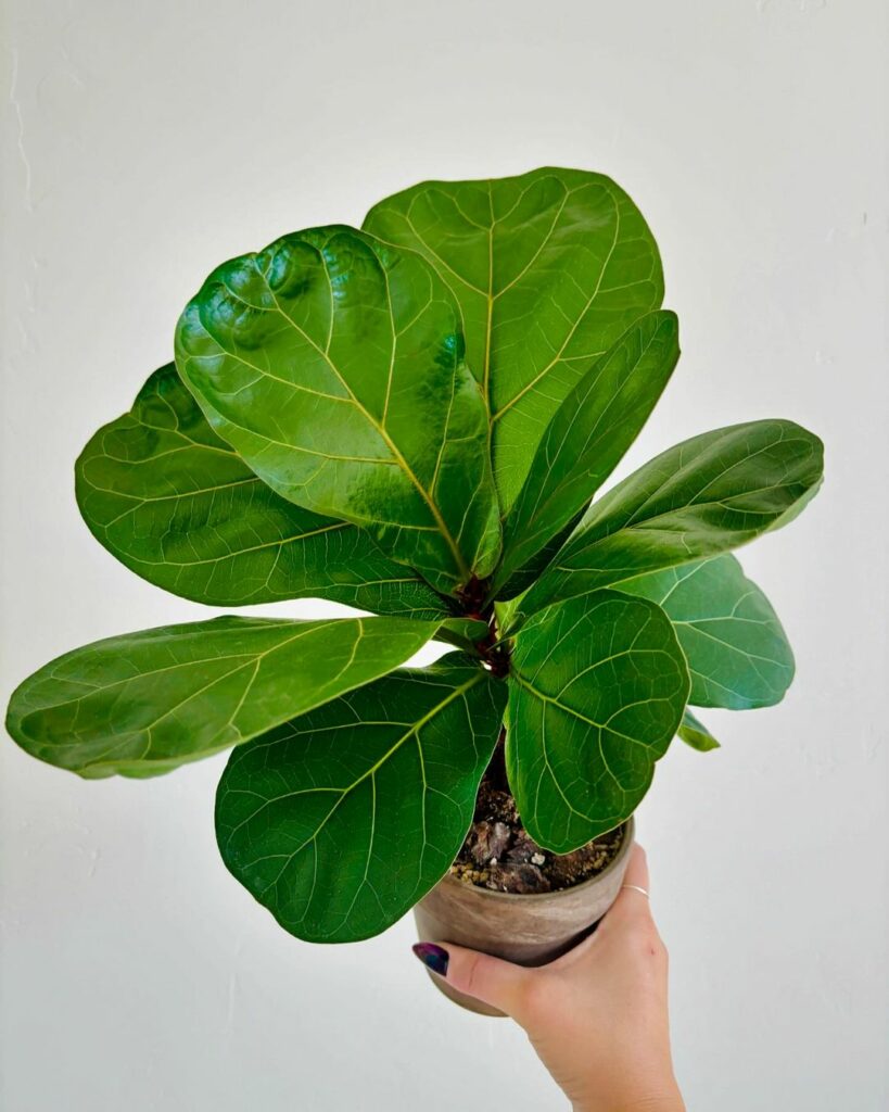 plantas hall ficuslyrata