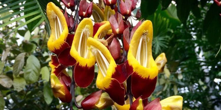 Thunbergia mysorensis - sapatinho de judia