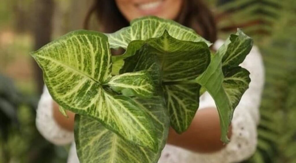 syngonium podophyllum