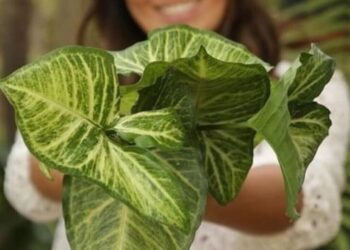 syngonium podophyllum