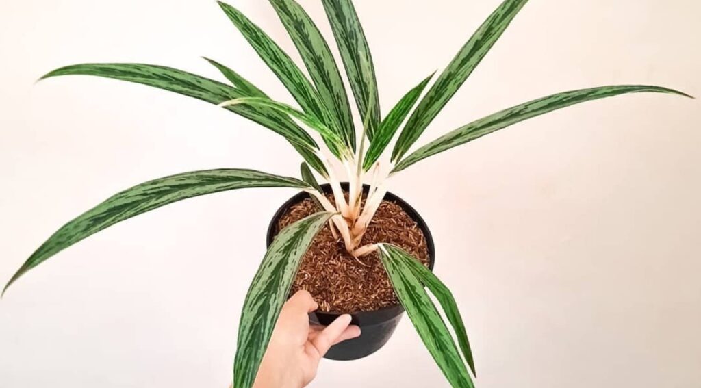 Aglaonema Bamboo