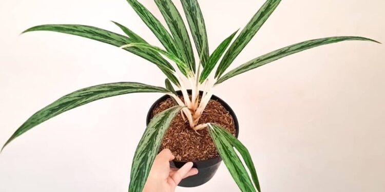 Aglaonema Bamboo