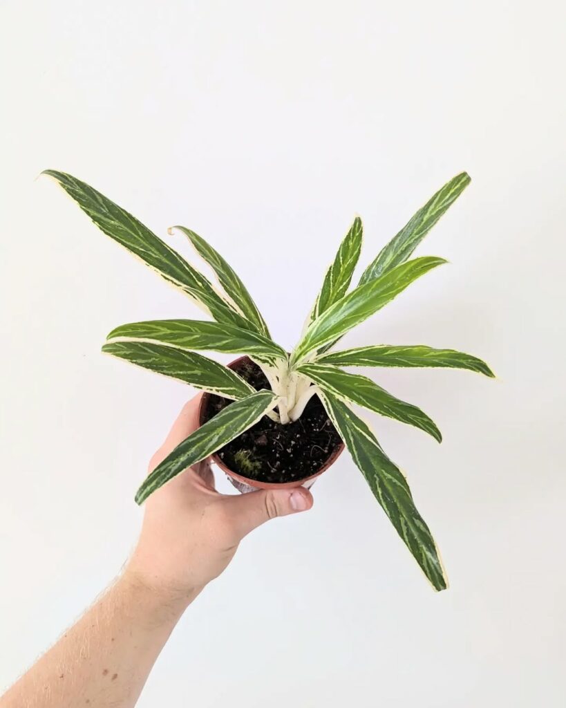 Aglaonema Bamboo 2