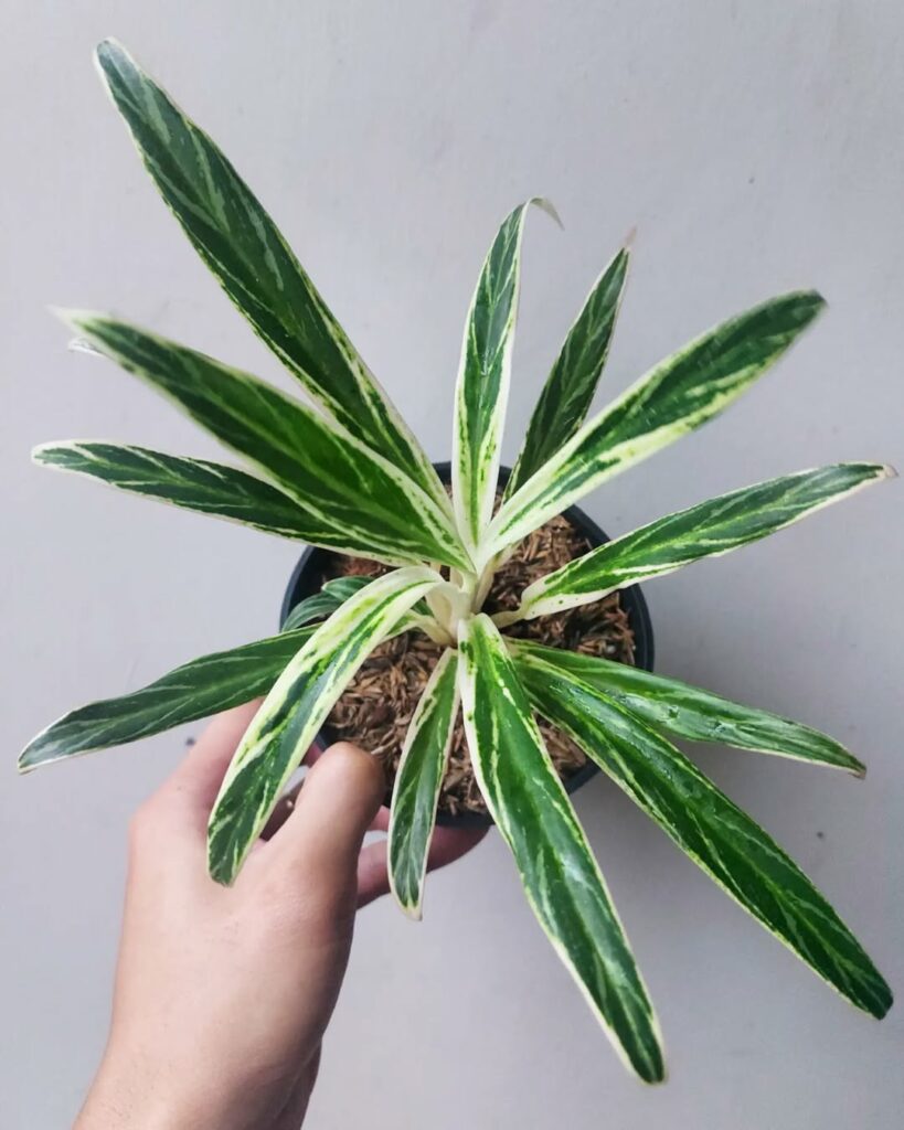 Aglaonema Bamboo 3