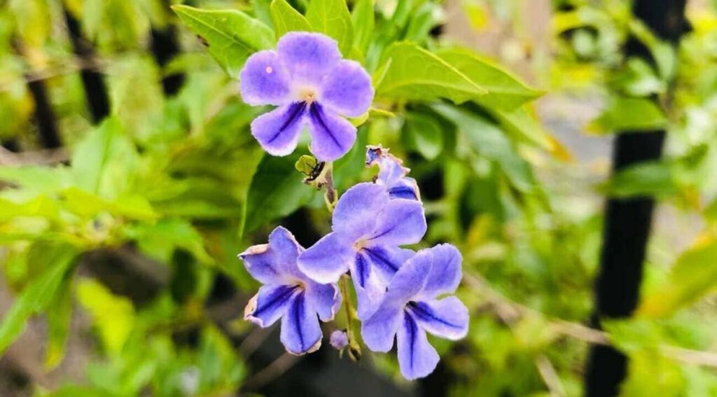 pingo de ouro Duranta erecta aurea