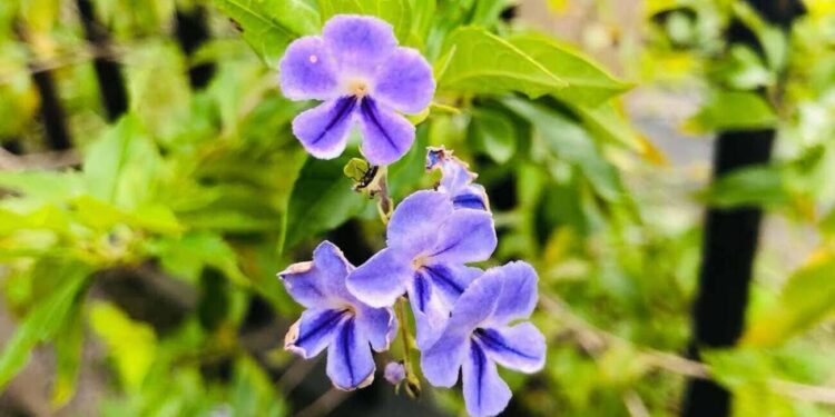 pingo de ouro Duranta erecta aurea