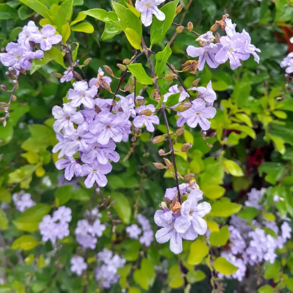 Duranta erecta aurea 2