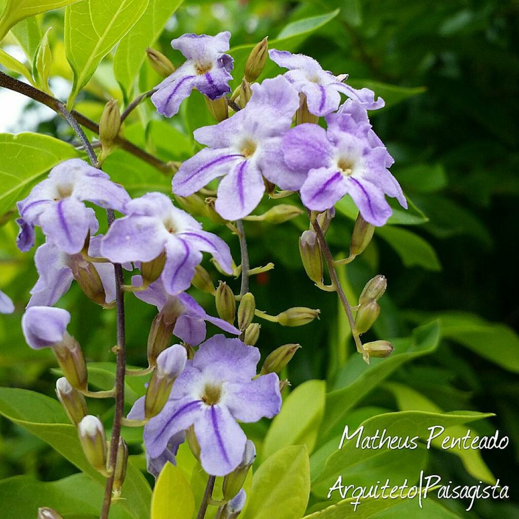 Duranta erecta aurea 3