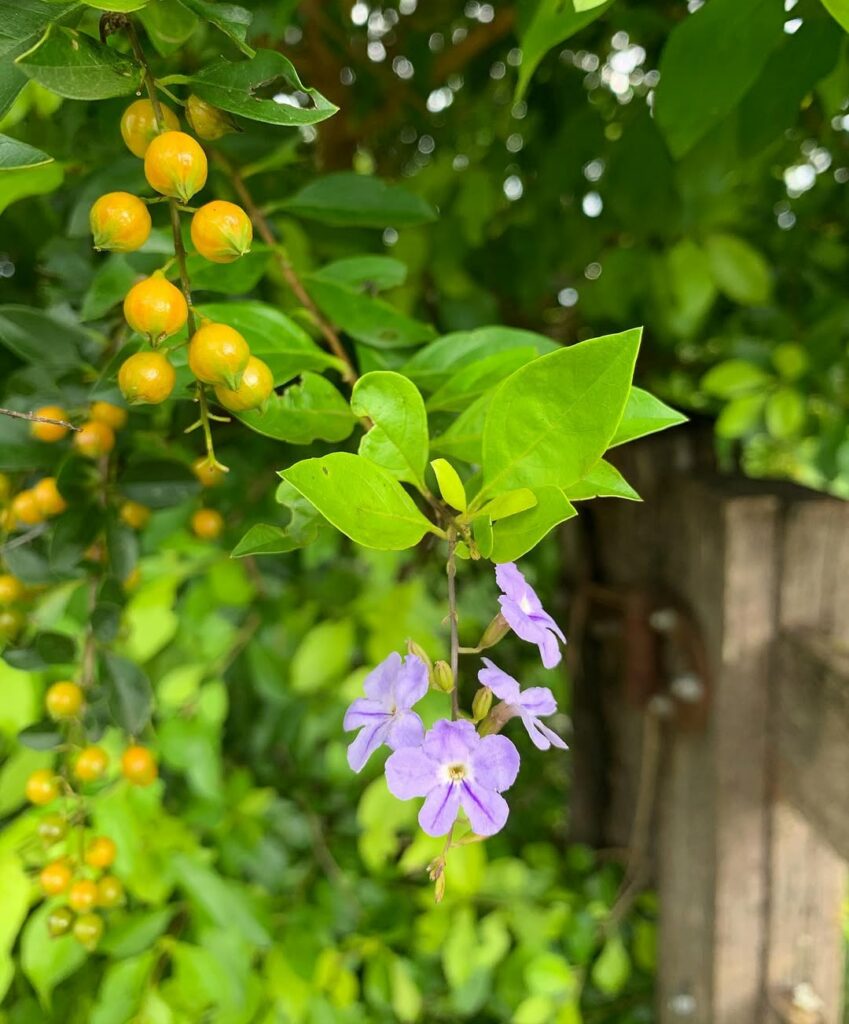 Duranta erecta aurea 4