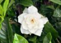 Gardenia jasminoides