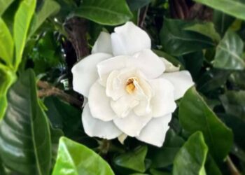 Gardenia jasminoides