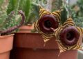 Gasteria zebrina Hernia zebrina Suculenta