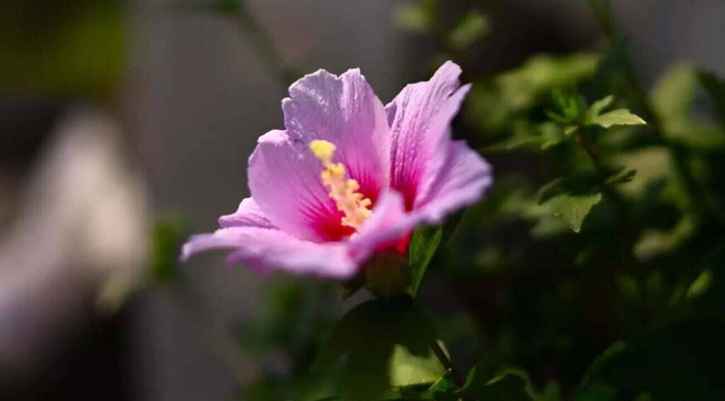 Hibiscus syriacus - hibisco da siria