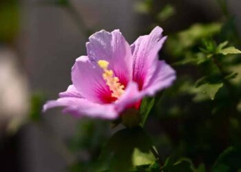 Hibiscus syriacus - hibisco da siria