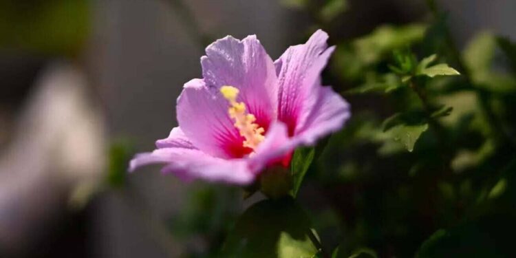 Hibiscus syriacus - hibisco da siria