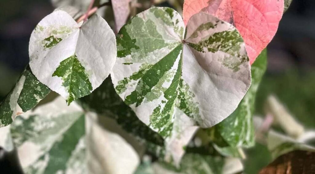 Hibiscus tiliaceus 'Variegata algodoeiro