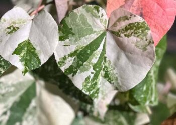 Hibiscus tiliaceus 'Variegata algodoeiro