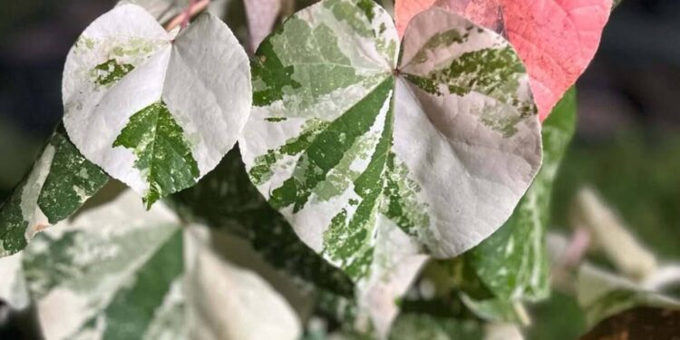 Hibiscus tiliaceus 'Variegata algodoeiro