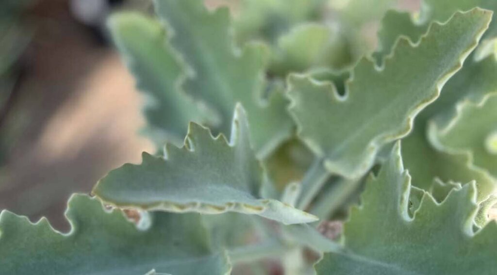 Kalanchoe Beharensis