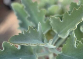 Kalanchoe Beharensis