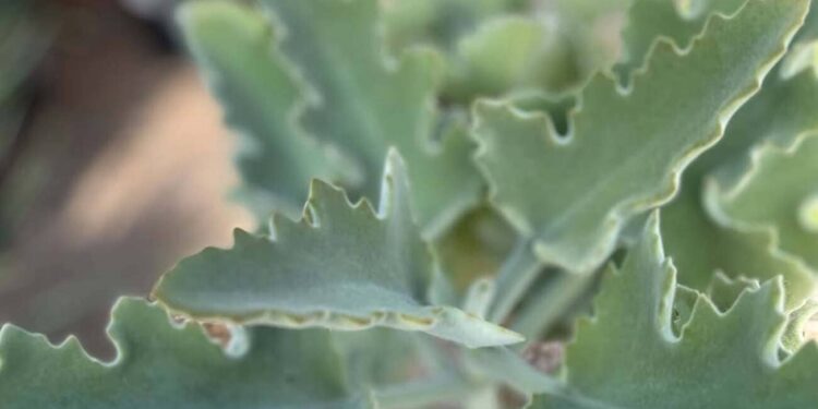 Kalanchoe Beharensis