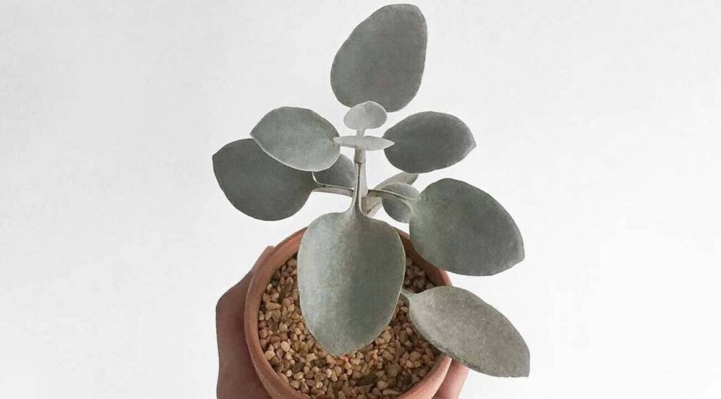 Kalanchoe bracteata