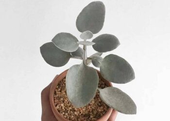 Kalanchoe bracteata