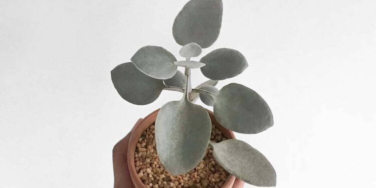 Kalanchoe bracteata