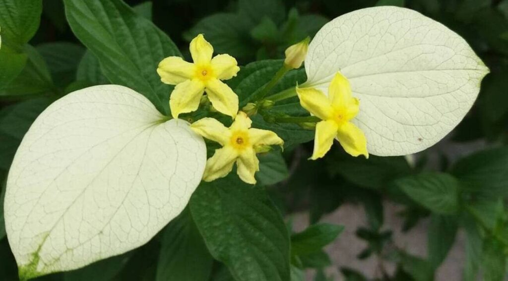 Mussaenda lutea