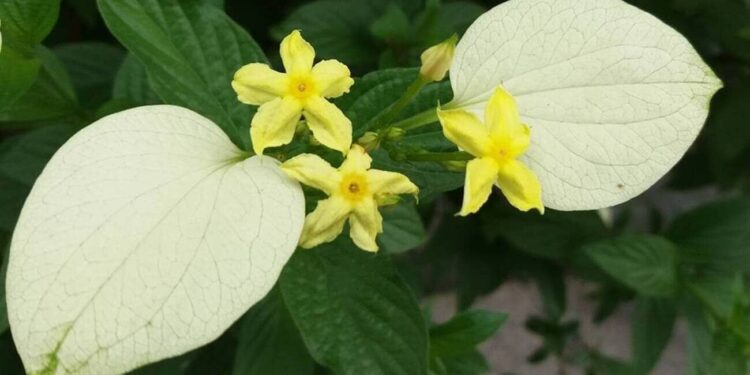 Mussaenda lutea