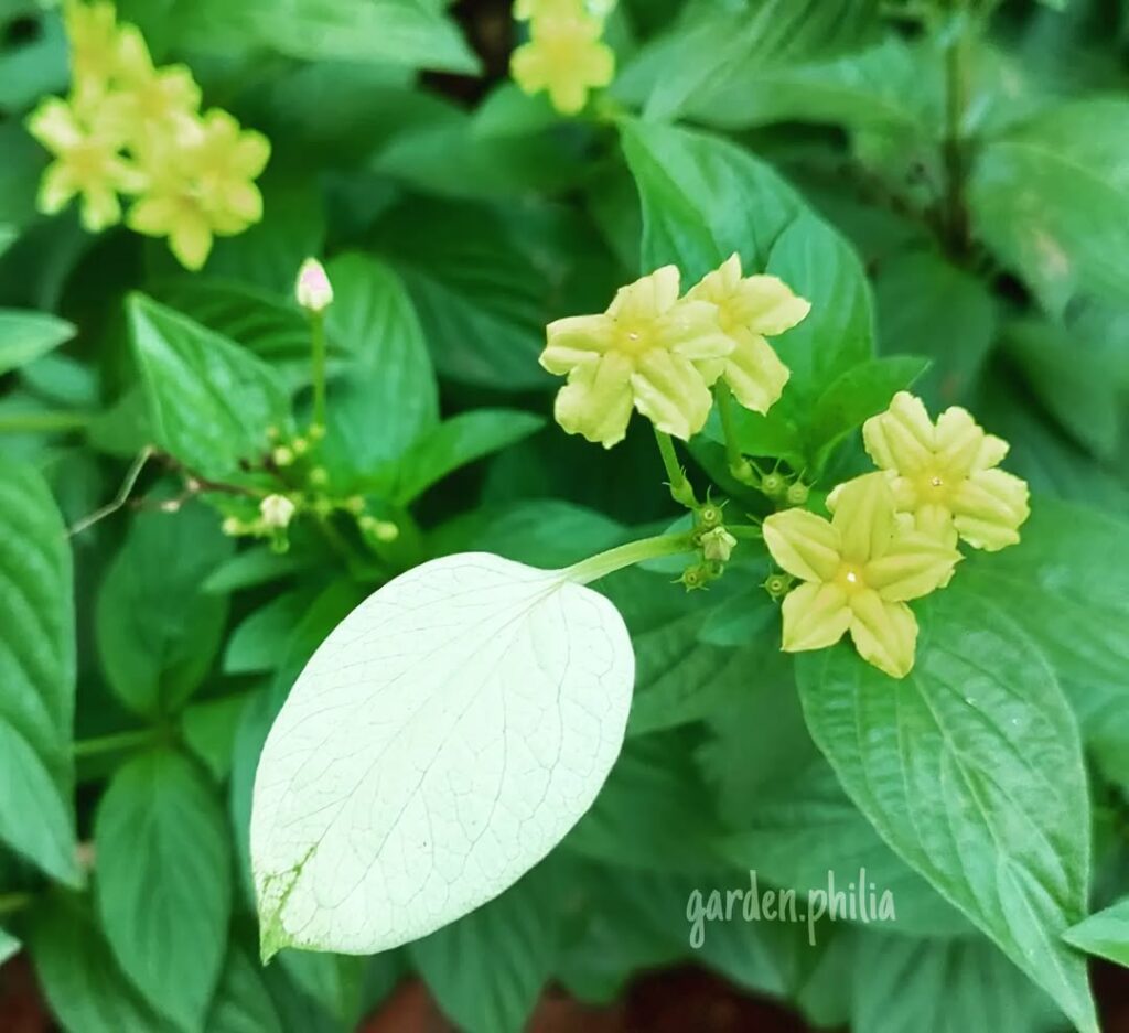 Mussaenda lutea 3