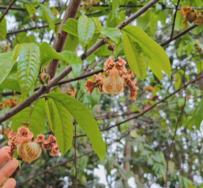 arvore orquidea 5