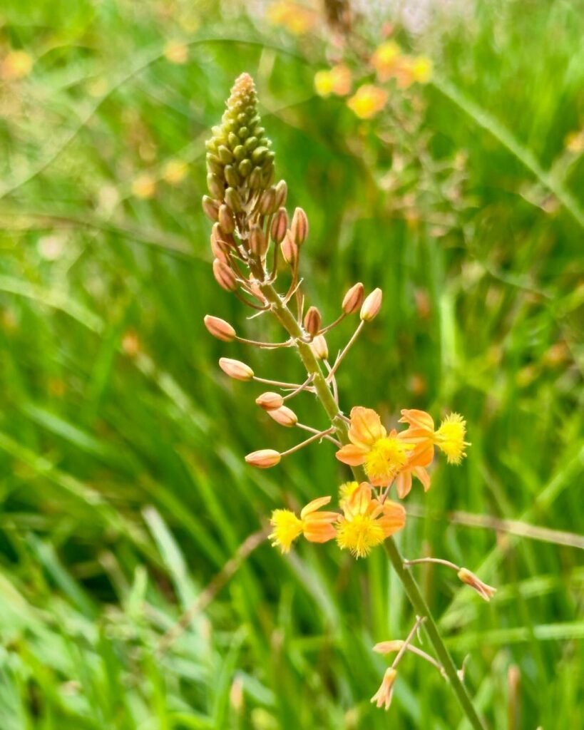 cebolinha jardim 2