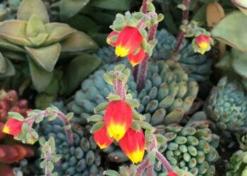 cropped-Echeveria-rundelli-4.jpg