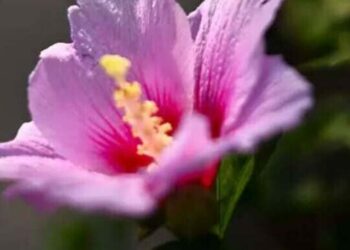 Hibiscus syriacus - hibisco da siria