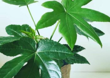 cropped-aralia-3.jpg