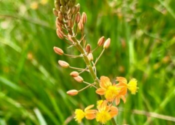 cropped-cebolinha-jardim-2.jpg