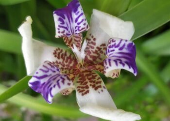 cropped-iris-da-praia-4.jpg