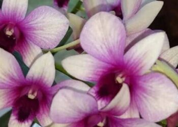 denphal