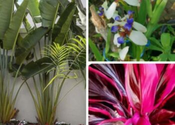 cropped-plantas-florestas-cp.jpg